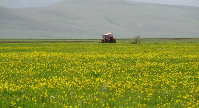 Ardahan ovası sarıya boyandı