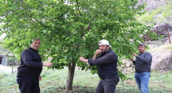 Ayvalı’da dut zamanı