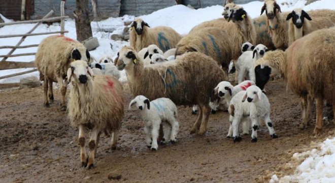 Besicilerin zorlu kuzu mesaisi sürüyor