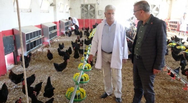 DAP BKİ den Tavukçuluk desteği