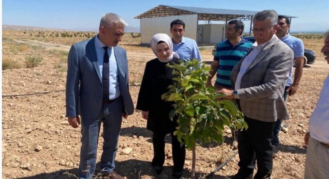 DAP BKİ’den meyve üretimine destek