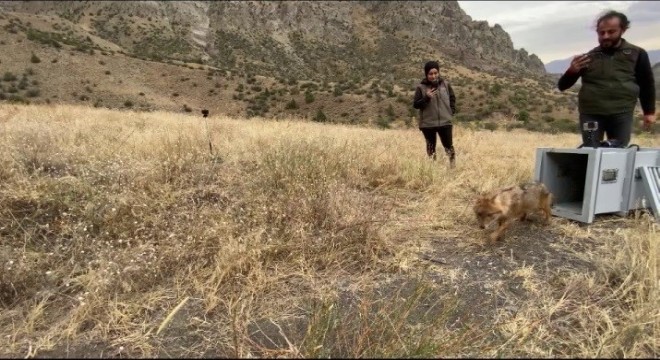 DKMP veteriner hekimleri imdada yetişti