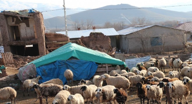 Depremzedelerin yaraları sarılıyor