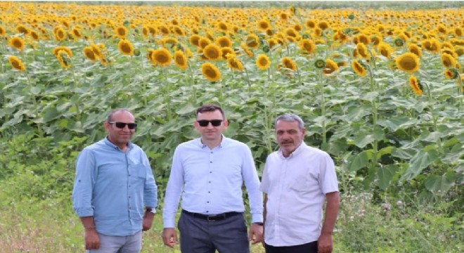 Doğu Anadolu’da ayçiçeği hasadı başladı
