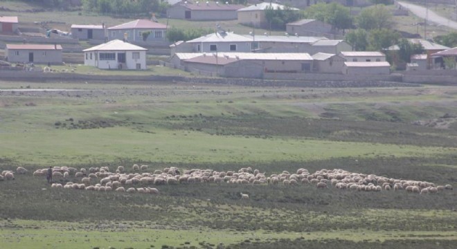 Doğu’da meralar küçükbaş hayvanlarla şenlendi