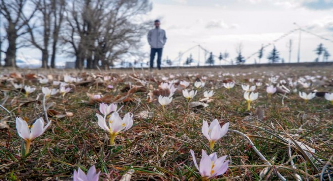 Erzurum da çiğdemler açtı