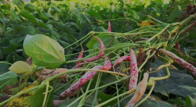 Erzurum un bereket simgesi oldu