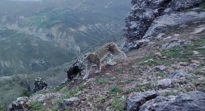 Foto kapanlar doğal zenginliği belgeledi