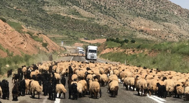 Göçerlerin zorlu yayla yolculuğu başladı