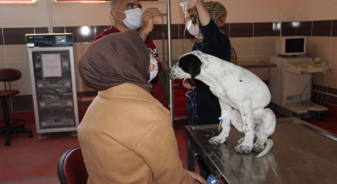 Hayvan Hastanesi hasta hayvanlar için umut oldu