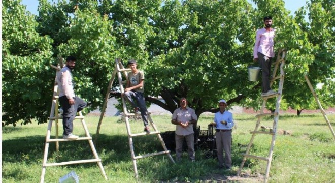 Iğdır kayısısında hasat dönemi başladı