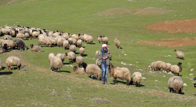 Sürüler otlağa çıktı