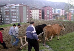 Doğu da tarım trajedisi