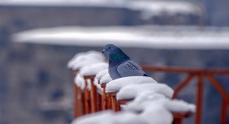 Erzurum Türkülerinde Kuş Motifi