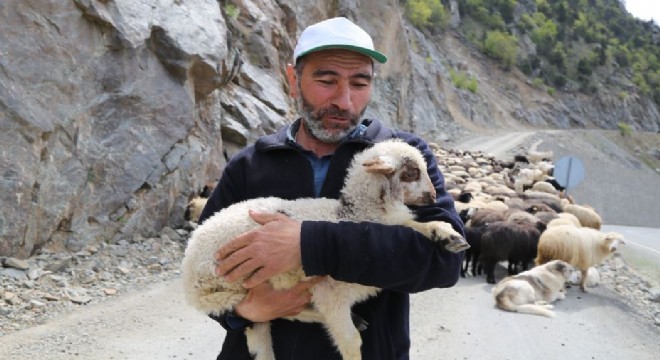 Çoruh Havzasında yaylalara göç başladı