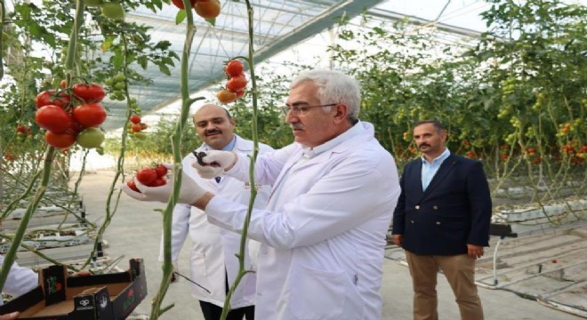 Öz’den domates hasadı